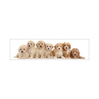 3D záložka - Seven puppies – Hledejceny.cz