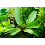 Echinodorus schluteri - Šípatkovec Schluterův – Hledejceny.cz