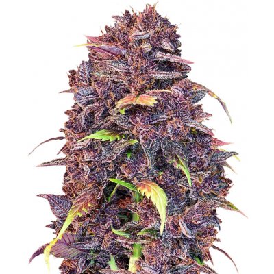 420 Fast Buds Purple Lemonade AUTO semena neobsahují THC 3 ks – Zboží Dáma