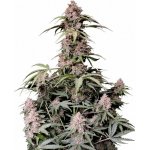 420 Fast Buds Amnesia Zkittlez AUTO semena neobsahují THC 5 ks – Zboží Dáma