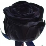 Černá růže BLACK NAOMI! 70cm (XL) – Zboží Dáma Černá růže BLACK NAOMI! 70cm (XL) – Zboží Dáma