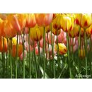 AG design FTS-0045 Papírová fototapeta Tulip big rozměry 360 x 254 cm