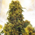 Mr. Nice Critical Skunk regular semena neobsahují THC 15 ks – Hledejceny.cz