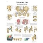 Schéma - lidská pánev a kyčel - AJ - 50x67 cm Papír s lištou – Hledejceny.cz