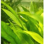 Echinodorus latifolius - Šípatkovec širokolistý – Zboží Dáma