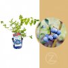 Osivo a semínko Kanadská borůvka, Vaccinium corymbosum Bluecrop, velikost kontejneru 2 l