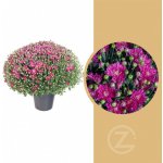 Chryzantéma, Chrysanthemum, kompaktní rostlina 40 - 45 cm, fialová – Zboží Mobilmania