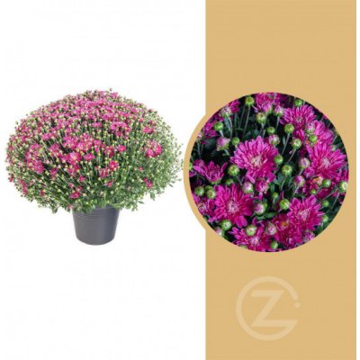 Chryzantéma, Chrysanthemum, kompaktní rostlina 40 - 45 cm, fialová – Zboží Mobilmania