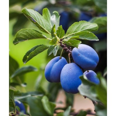 Švestka 'Stanley' – Hledejceny.cz