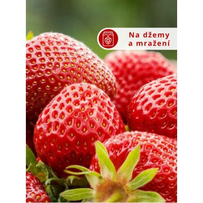 Jahodník 'Senga Sengana' 12 ks poloraný Sazenice: Frigo sadba "A+" extra výběr 12 ks – Zboží Dáma
