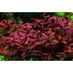 Ludwigia sp. Mini Super Red – Zboží Mobilmania