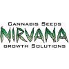 Semena konopí Nirvana Seeds Blueberry Autoflowersemena neobsahují THC 10 ks