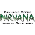 Nirvana Big Bud Fem semena neobsahují THC 10 ks – Zboží Dáma