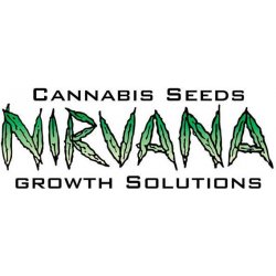 Nirvana seeds Big Bud Fem semena neobsahují THC 3 ks