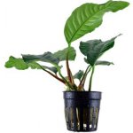 Anubias barteri var. coffeefolia – Zboží Mobilmania