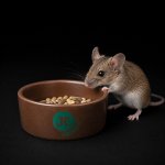 JK ANIMALS Keramická miska pro hlodavce 8 cm – HobbyKompas.cz