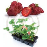 Sazenice jahody HANČ Vraňany Karmen středně raná odrůda zakořeněná – Sleviste.cz