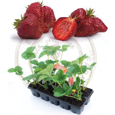 Sazenice jahody HANČ Vraňany Karmen středně raná odrůda zakořeněná – Sleviste.cz