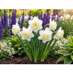 Narcis 'Obdam' 5 ks – Zboží Dáma
