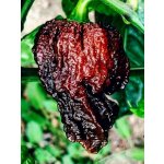 Semena Nagabrain Chocolate – Zboží Dáma