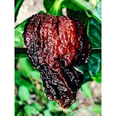 Semena Nagabrain Chocolate – Zboží Dáma