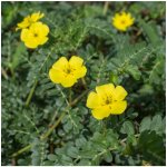 Kotvičník zemní - Tribulus terrestris - semena kotvičníku - 7 ks – HobbyKompas.cz