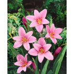 Zefírové lilie 'Zephyranthes Robustus' 20 ks