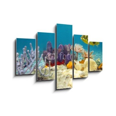 Obraz 5D pětidílný - 150 x 100 cm - Colorful underwater marine life seabed Barevné podvodní mořské dno mořského života – Zboží Mobilmania