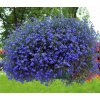 Osivo a semínko Lobelka Laura Blue, sazenice v květináči 1 ks