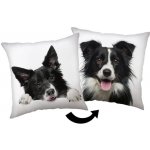 Jerry Fabrics Polštář Border Kolie 40x40 – Zboží Dáma