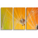 Sablio Obraz - 3-dílný Odkvetlé pampelišky - 120x80 cm – Hledejceny.cz
