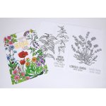 Omalovánka A4 Můj herbář – Zbozi.Blesk.cz