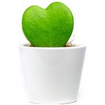 Gardners Hoya kerrii s bílým květináčem, průměr 6 cm Hoja, Voskovka – Sleviste.cz