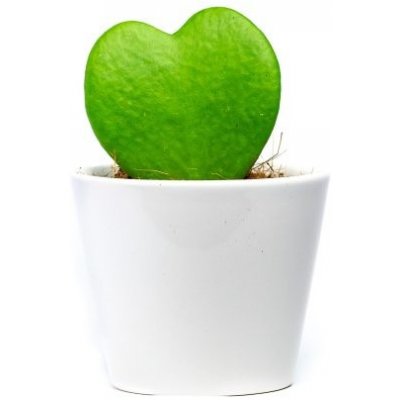 Gardners Hoya kerrii s bílým květináčem, průměr 6 cm Hoja, Voskovka – Sleviste.cz