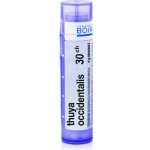 THUYA OCCIDENTALIS POR 30CH GRA 4G – Hledejceny.cz