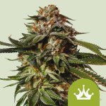 Royal Queen Seeds Special Queen #1 Auto semena neobsahují THC 5 ks – Hledejceny.cz