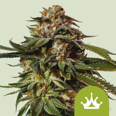 Royal Queen Seeds Special Queen #1 Auto semena neobsahují THC 5 ks – Hledejceny.cz