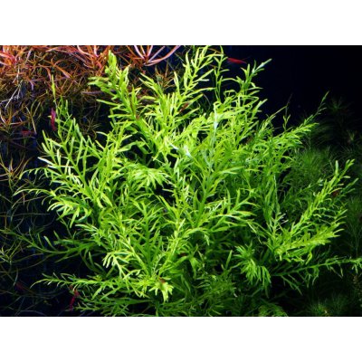 Hygrophila Odora 7 cm – Zboží Mobilmania