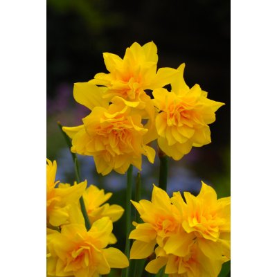 Narcis 'Campernelle ' 5 ks – Zbozi.Blesk.cz