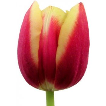 Tulipán Iren