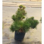 Pinus thunbergii 'Majima' Prodejní velikost: 040/060, Velikost hrnku: 7,5 l – Hledejceny.cz