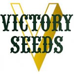 Victory Seeds Auto Red Russian XXL semena neobsahují THC 3 ks – Hledejceny.cz