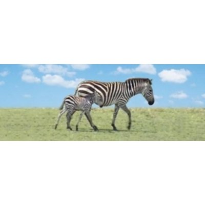 Záložka Úžaska Zebra s mládětem – Zboží Mobilmania
