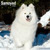 Kalendář Samojed 2024