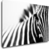 Obraz Impresi Obraz Zebra detail - 90 x 60 cm
