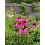 Třapatkovka Echinacea 'Purpurea' 1 ks – Hledejceny.cz