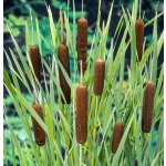 Typha latifolia – košík 9x9 cm – Zboží Dáma
