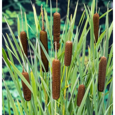 Typha latifolia – košík 9x9 cm – Zboží Dáma