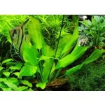 Echinodorus argentinensis - Šípatkovec argentinský – Hledejceny.cz