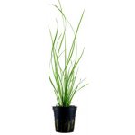 Cyperus helferi - Šáchor Helferův – Sleviste.cz